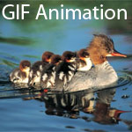 gif animation